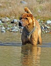 Adorable Chinese Shar-pei dog standing in a river