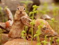 Adorable chipmunk Royalty Free Stock Photo