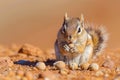 Adorable Chipmunk Foraging for Nuts on Arid Ground in Warm Sunlight, Wildlife in Natural Habitat