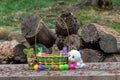 Adorable Chipmunk inside an Easter basket in the garden with cut wooden logs