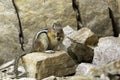 Chipmunk Eating and Making Eye Contact Royalty Free Stock Photo