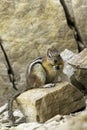 Chipmunk Eating and Making Eye Contact Royalty Free Stock Photo