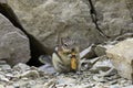 Adorable Chipmunk Munching Some Dried Mango Royalty Free Stock Photo