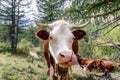 Adorable chocolate-colored cow looks directly into photo camera lens and licks her nose on alpine meadow with other cows