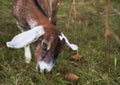 Cute Goat Kid Eating Fall Grass Royalty Free Stock Photo