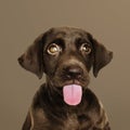 Adorable chocolate Labrador Retriever portrait Royalty Free Stock Photo