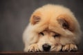 Adorable chow chow lying with head down on wood floor