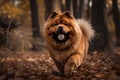 Adorable chow chow dog in the autumn forest. Beautiful pet