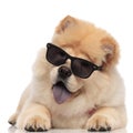 Adorable chow chow wearing sunglasse lying with blue tongue exposed