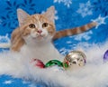 Adorable Christmas orange tabby kitten laying with jingle bells on blue snowflake blanket