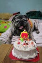 The adorable chubby pug with his happy birthday cake.