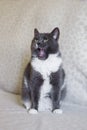 Adorable chubby white-blue cat with open mouth. Sleepy cat is yawning