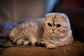 Adorable chubby white and silver scottish fold munchkin cat laying on pillow with shallow depth of field.