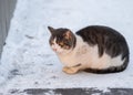 Adorable city cat sitting on a snow in cold weather Royalty Free Stock Photo