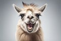 Quirky Llama Close-up of Expressive Humor in Studio Royalty Free Stock Photo