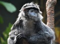 Up Close Look at an Ebony Langur Monkey Royalty Free Stock Photo