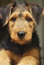 Adorable close-up portrait Airedale Terrier pet puppy dog Royalty Free Stock Photo