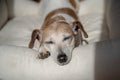 Adorable close up portrait sleeping dog with closed eyes.