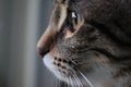 Adorable close-up portrait of a white and gray tabby cat with a sweet expression and bright eyes Royalty Free Stock Photo