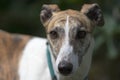 Adorable close up soft portrait of a gentle white and brindle pet dog