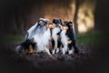 Adorable close-up of three Shelties sitting next to each other in a forest