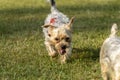 Adorable close-up of a young Yorkshire Terrier dog walking towards the viewer in the grass Royalty Free Stock Photo