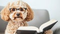 Adorable Cockapoo Wearing Glasses Reading a Book on Sofa. Royalty Free Stock Photo