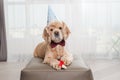 Portrait of cute birthday dog with bone Royalty Free Stock Photo