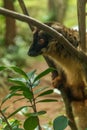 Adorable collared brown lemur Eulemur collaris