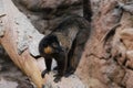 Adorable Collared Lemur Standing on a Fallen Tree