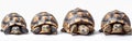 Greek Tortoise Collection - Adorable Isolated Pets on White Background - AI Panoramic Banner
