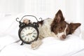 Adorable Collie border breed dog sleeping in bed Royalty Free Stock Photo