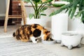 Adorable colorful cat eating from automatic smart feeder in cozy home interior. Home life with a pet. Healthy pet food