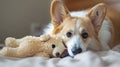 Adorable corgi dog brings owner favorite soft toy for playful interaction and fun bonding time