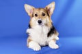 Adorable Corgi Dog Puppy Close-up looks at the camera Royalty Free Stock Photo