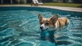 Adorable Corgi gracefully gliding through the clear blue waters of the pool with utter delight