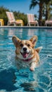 Adorable Corgi gracefully gliding through the clear blue waters of the pool with utter delight