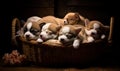 Adorable corgi puppies snuggle together sleeping