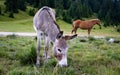 Adorable Cotentin Donkey and Haflinger horse grazing in lush green hillside meadow