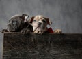 Adorable couple of american bully puppies in a wooden box