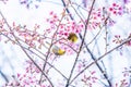 Adorable couple birds mating in the branches of sakura cherry. Pink flowers in full bloom. Spring blossom Royalty Free Stock Photo