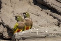 Adorable couple of Burrowing parrots Royalty Free Stock Photo