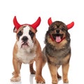 Adorable couple of devil english bulldog and pomeranian
