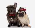adorable couple of two elegant dogs with hat and bowtie sitting
