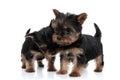 Adorable couple of two yorkshire terrier cuddling