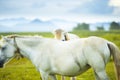 Adorable couple white horses grooming and looking at camera