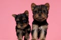 Adorable couple of yorkshire terrier looking up