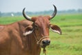 Adorable Cow Portrait on White Background. Farm Animal Grown for Organic Meat Royalty Free Stock Photo