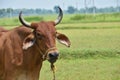 Adorable Cow Portrait on White Background. Farm Animal Grown for Organic Meat Royalty Free Stock Photo