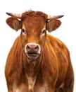 Adorable Cow on white Royalty Free Stock Photo